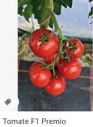 2021-05-28-20_45_41-tomate-premio-recherche-google-mozilla-firefox-jpg.677649