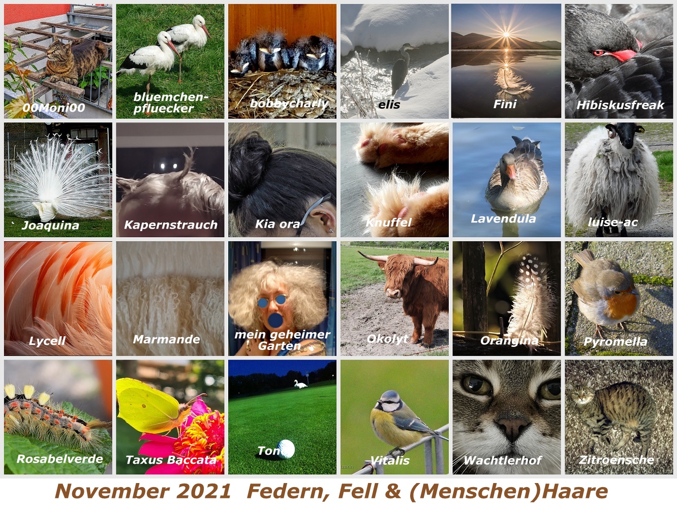 ___h-g-november-2021-federn-fell-und-menschen-haare-copy-jpg.697779