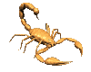 animated-scorpion-image-0009-gif.609163