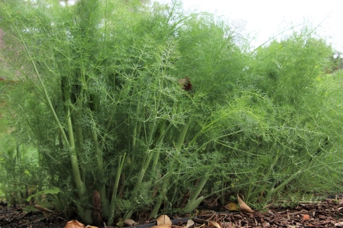 Fenchel (Foeniculum vulgare)