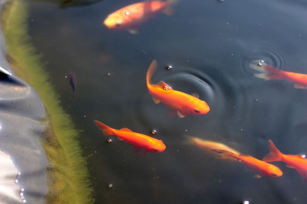 Goldfische im Gartenteich