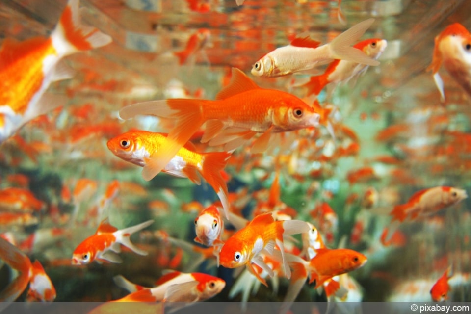 Goldfische erfolgreich überwintern Fische im Winter