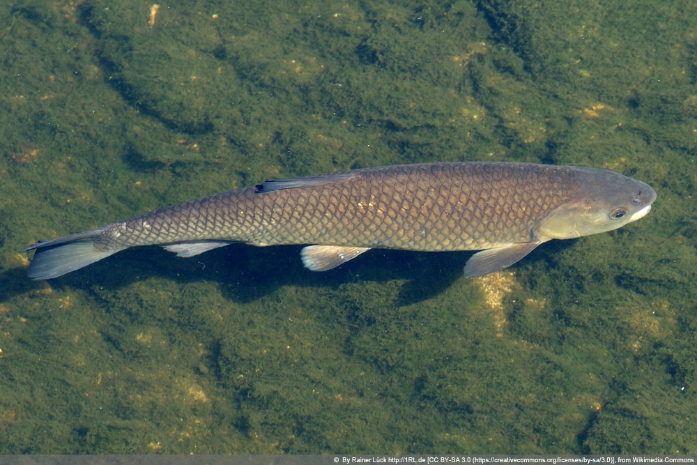 Graskarpfen - Ctenopharyngodon idella