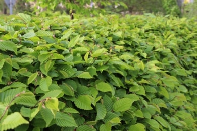 Hainbuchenhecke (Carpinus betulus)