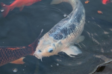 Koi im Gartenteich