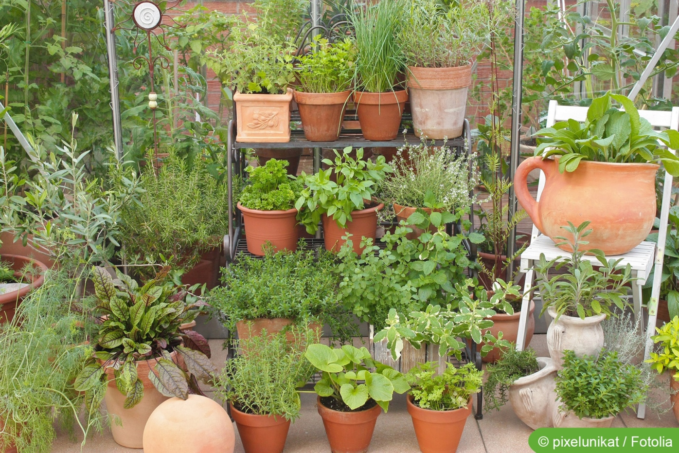 DIY-Anleitung: Kräutergarten selbst anlegen - Hausgarten.net