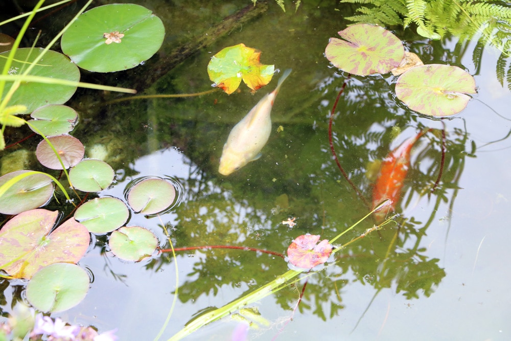 Goldfische - Seerosen - Nymphaea