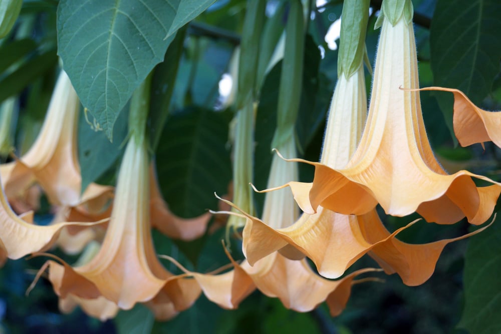 ** Gelbe Riesen-Blüten Engelstrompete Sommerstaude Kübelpflanze 