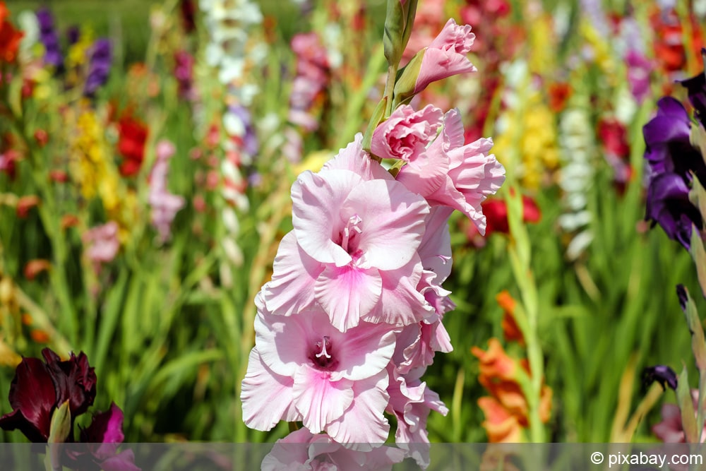 Gladiole - Schwertblume