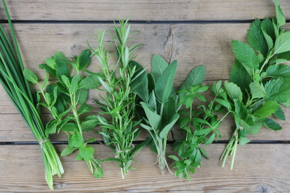 Kräuteranbau Kräuter in Garten und Balkon anbauen