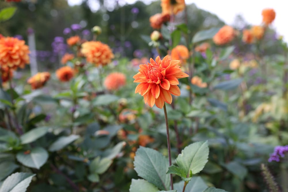 Semikaktus Dahlie - Dahlia hortensis