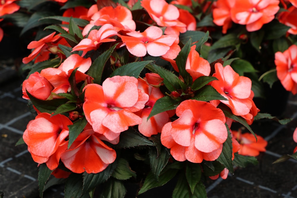 Begonia 'Dragon wing' - Begonie