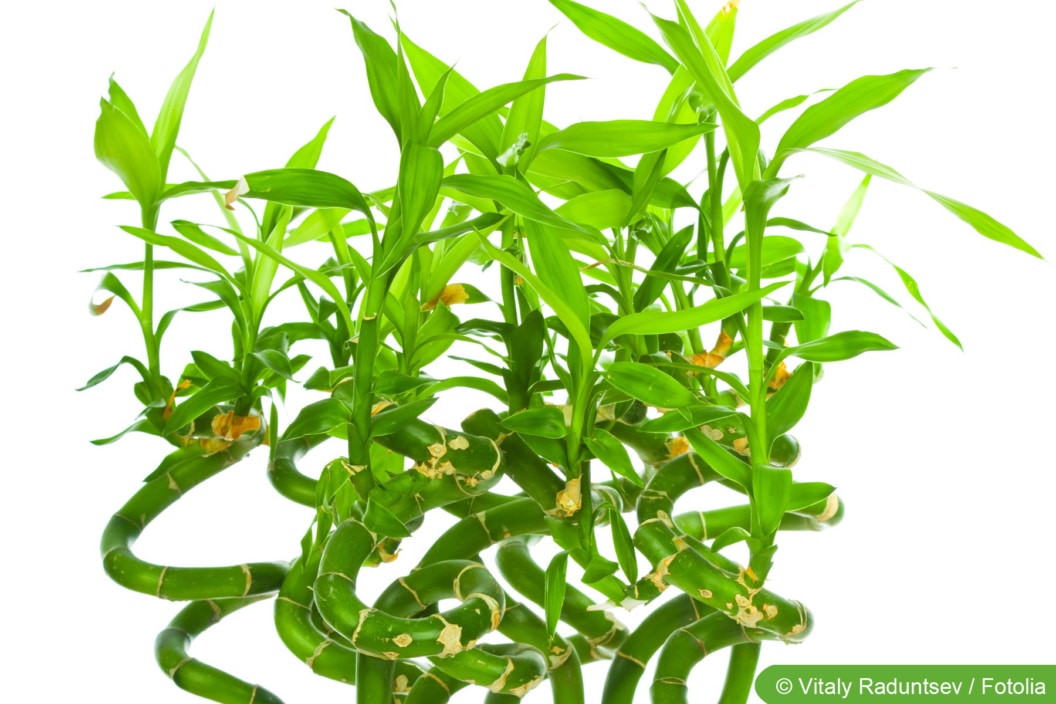 Glücksbambus, Lucky Bamboo PflegeTipps