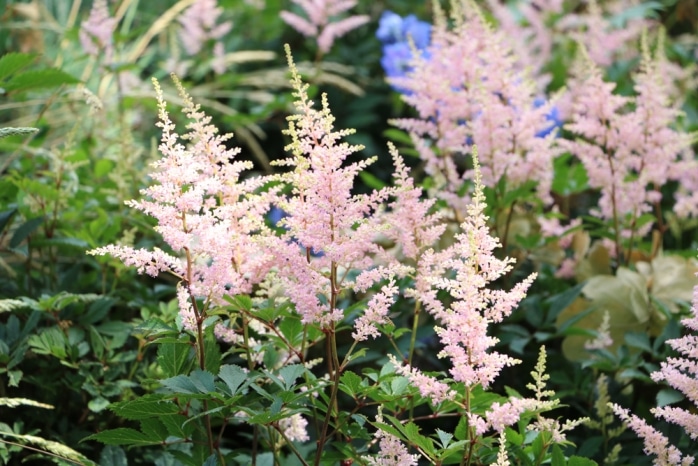 Prachtspiere - Astilbe