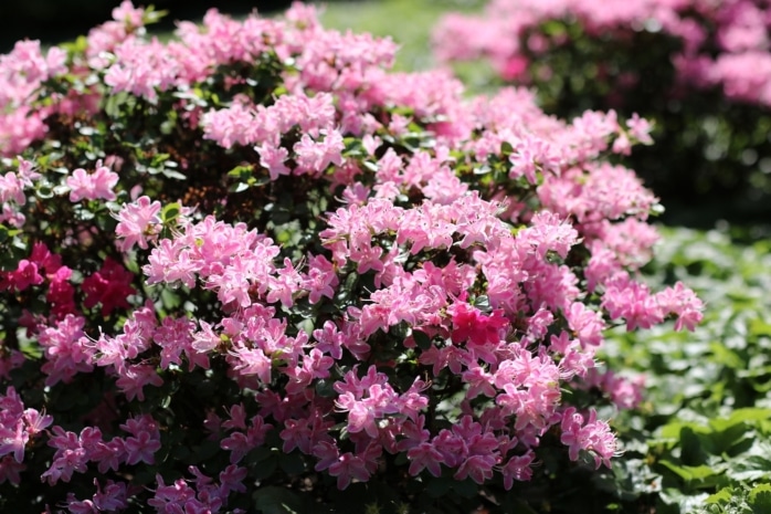 Ziersträucher - Rhododendron