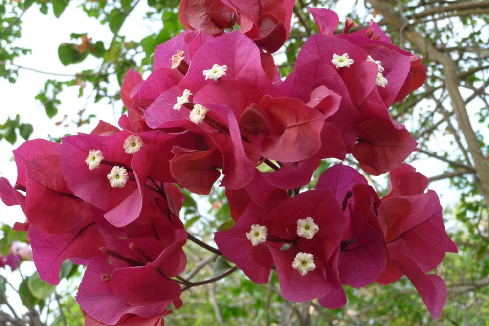 mediterrane Bartenpflanzen - Drillingsblume - Bougainvillea