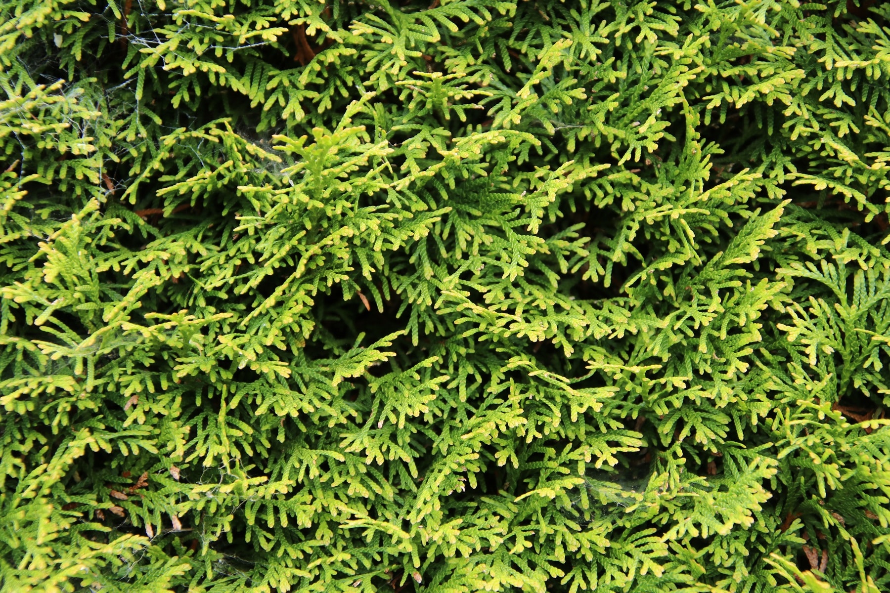 Lebensbaum, Thuja occidentalis Smaragd - Pflege-Tipps - Hausgarten.net