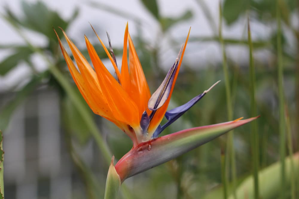 Strelitzia reginae, Paradiesvogelblume, Königs-Strelitzie