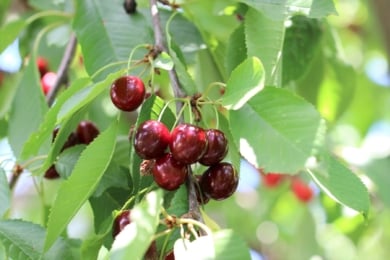 Süßkirsche (Prunus avium)