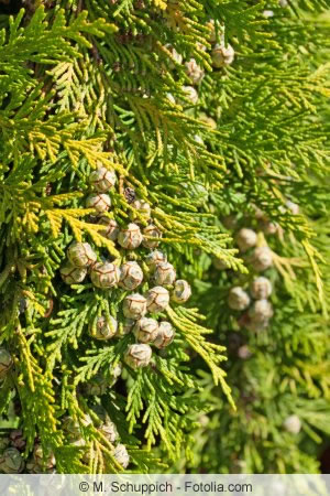 Thuja occidentalis Smaragd kann im Kübel vorgezogen werden