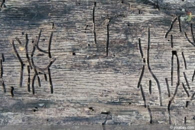 Holzwurm