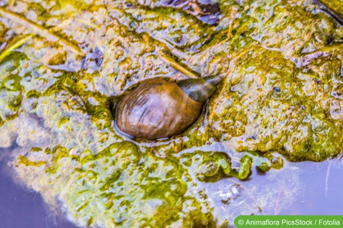 Schnecke im Gartenteich