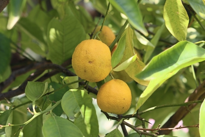 Zitronenbaum (Citrus x limon)