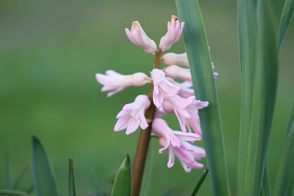 Hyacinthus - Hyazinthen