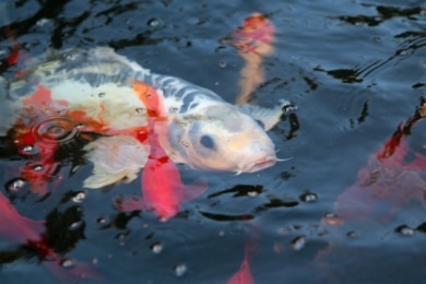 Koi im Gartenteich