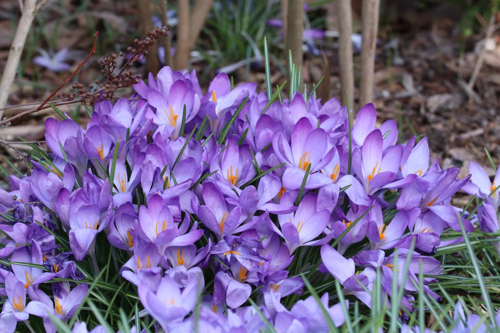 Krokusse lila - Crocus