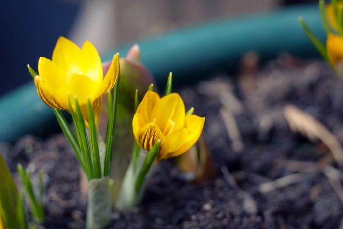 Krokusse gelb - Crocus