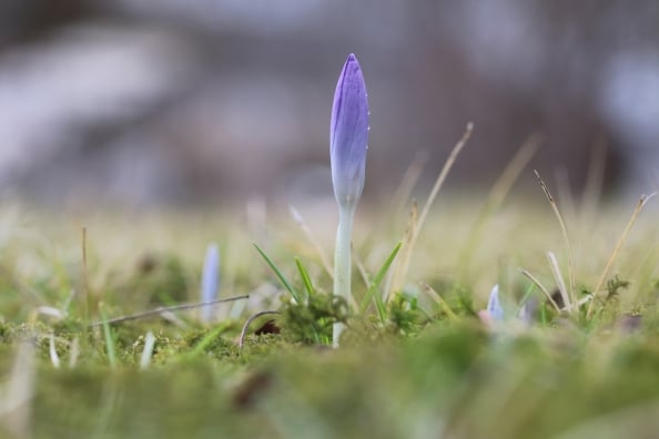 Krokusse Pflanzen und PflegeAnleitung
