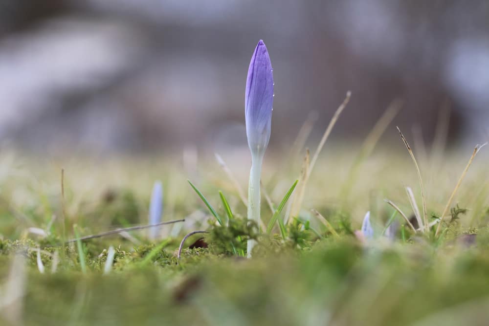 Krokusse lila - Crocus