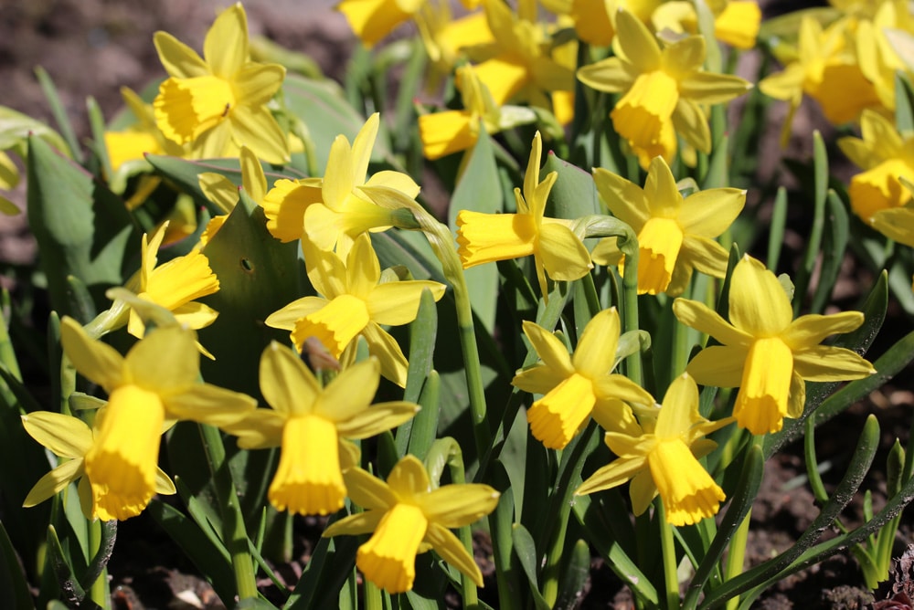 Narzissen - Osterglocken - Narcissus