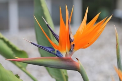 Paradiesvogelblume (Strelitzia reginae)