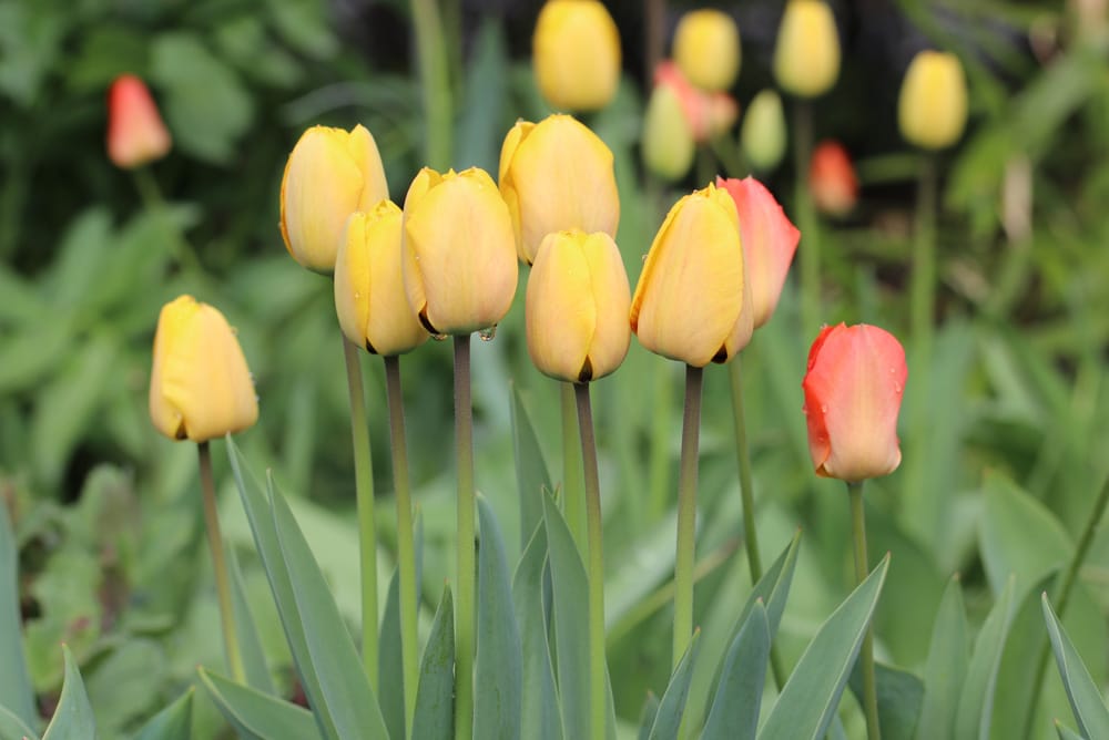 Tulpen - Tulipa