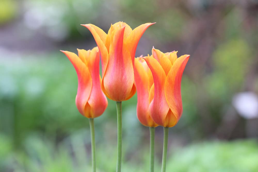 Tulpen - Tulipa