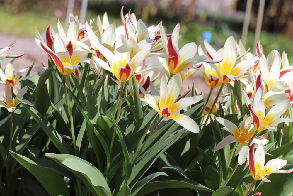 Tulpen - Tulipa