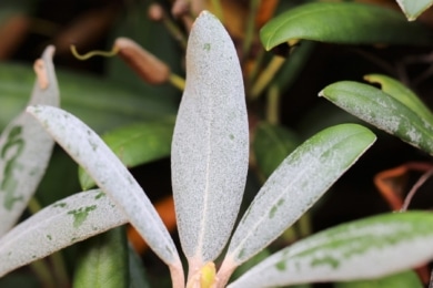 Echter Mehltau an Rhododendron