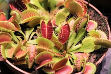 Fleischfressende Pflanzen - Venusfliegenfalle (Dionaea muscipula)