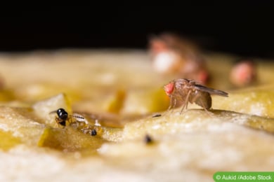 Obstfliege (Drosophila melanogaster)