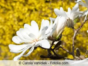 weisse Magnolie