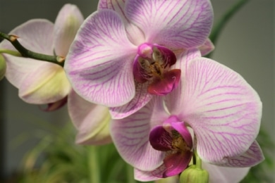 Orchidee (Phalaenopsis)