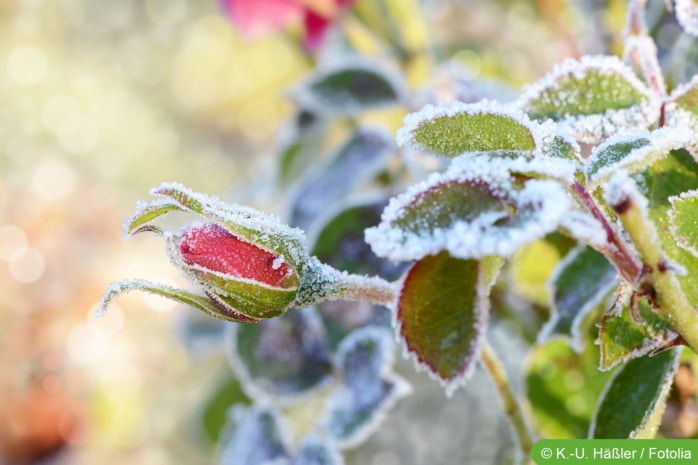 Rosenpflege im Winter