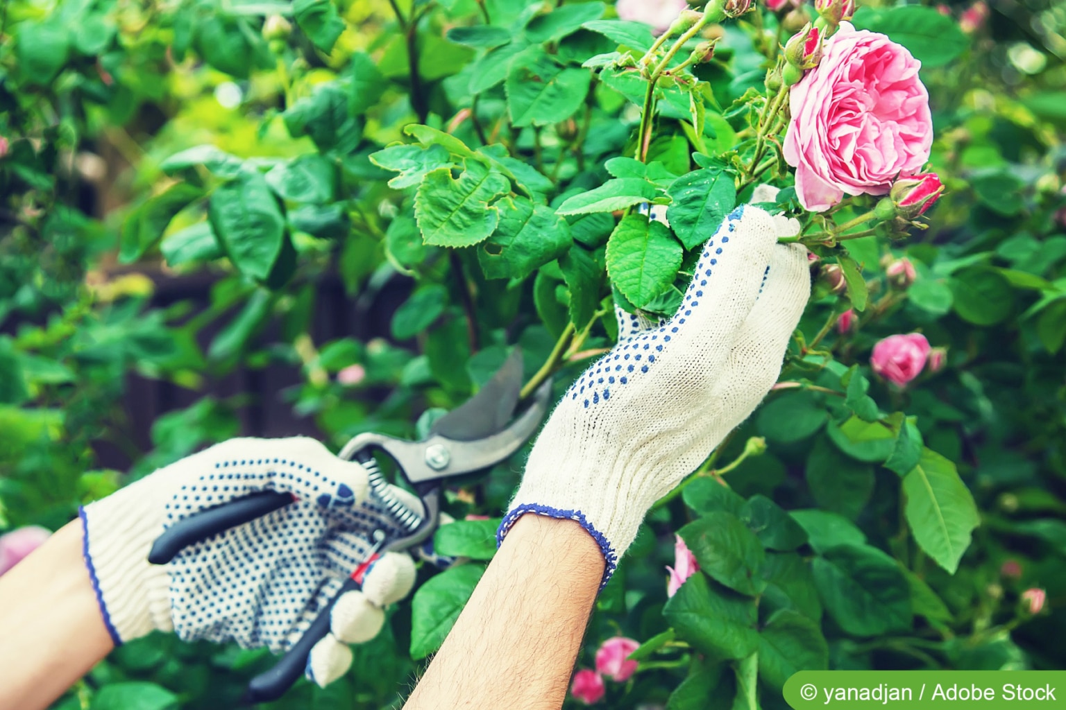 Rosenpflege im Jahresverlauf - die wichtigsten Tipps - Hausgarten.net