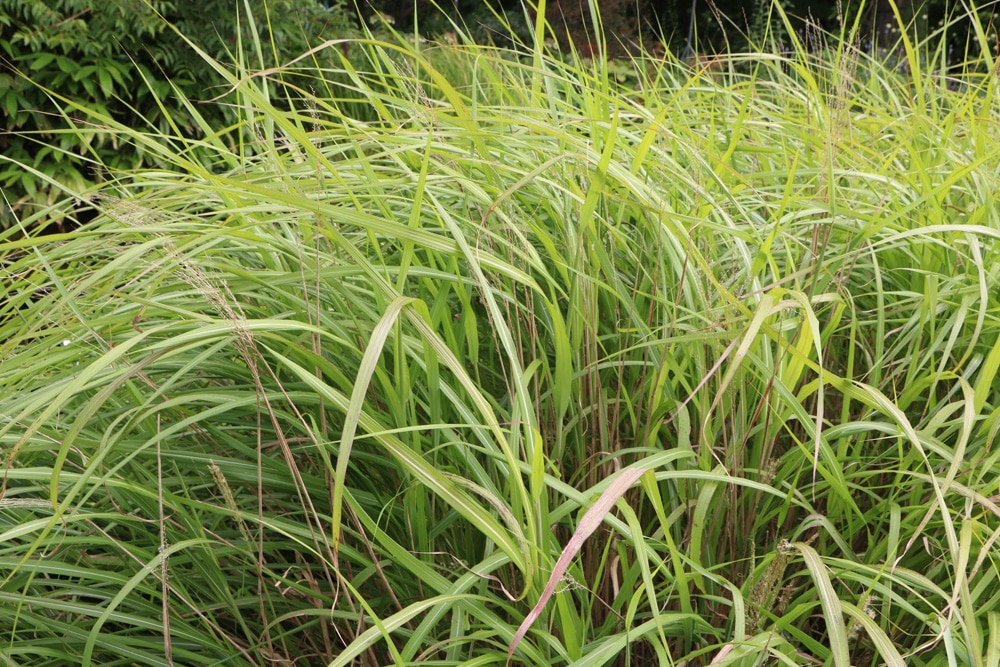 Chinaschilf - Miscanthus purpurascens