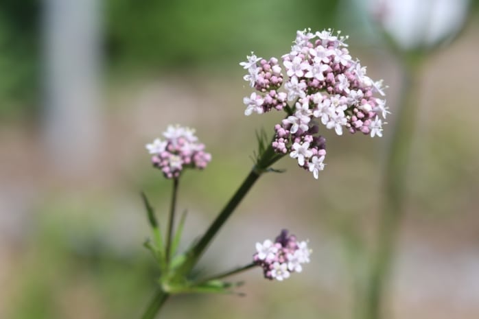 Baldrian (Valeriana officinalis)