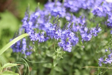 Großer Ehrenpreis (Veronica teucrium)