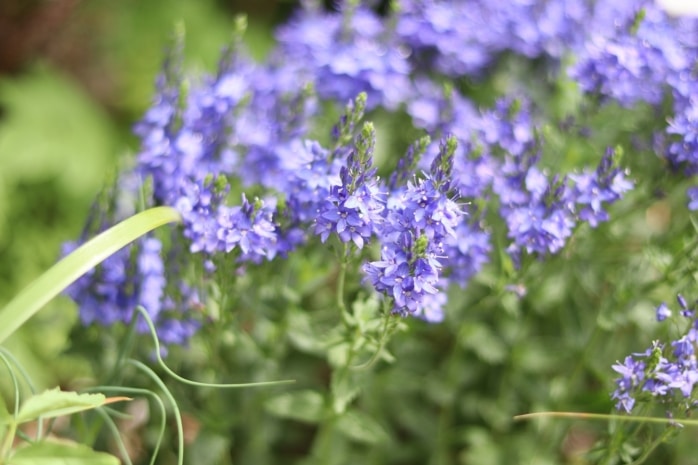 Großer Ehrenpreis (Veronica teucrium)