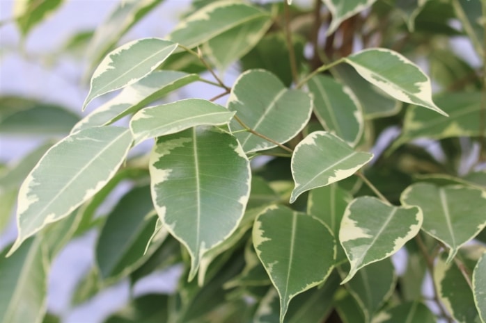Birkenfeige (Ficus benjamina)